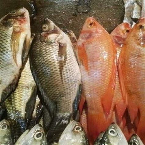 Jual Ikan Nila Hidup Segar Fresh 500 Gr 500 Gram 5 Ons Halal Di Seller