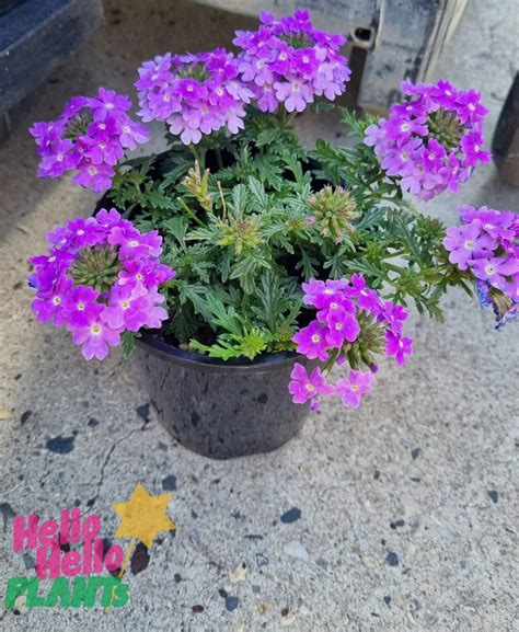 Verbena 'Purple' Assorted 6" Pot - Hello Hello Plants