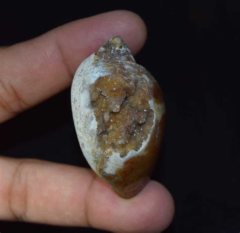 Cts Natural Fossil Snail Druzy Agate Natural Shell Loose