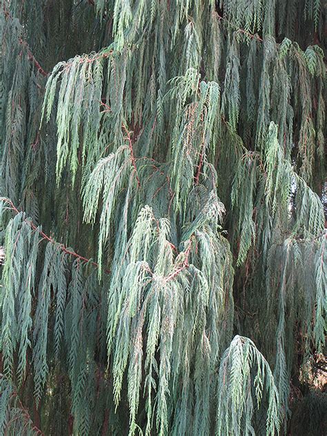 Kashmir Cypress Cupressus Cashmeriana In Orange County Ca California