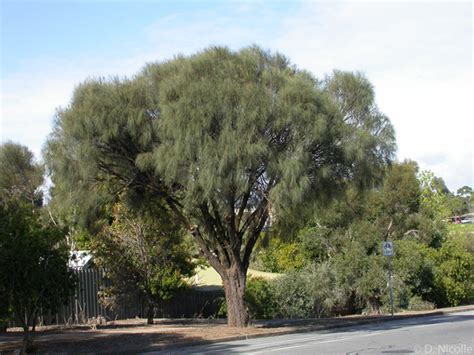 Drooping Sheoak