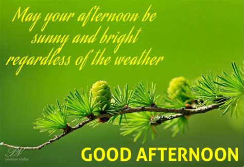 May your afternoon be sunny and happy in 2021 | Good afternoon quotes ...