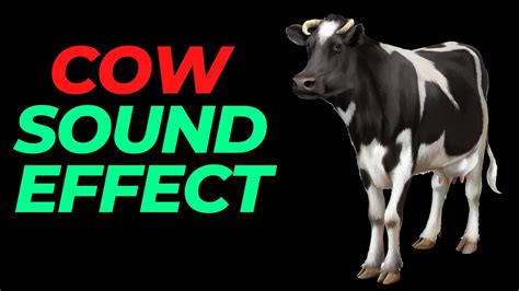 Cow Sound Effect No Copyright Cow Noises Cow Moo Sounds Hq Cow Sound