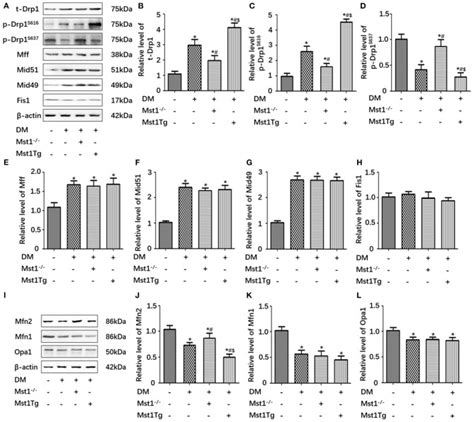 Mst1 Knockout Alleviates Mitochondrial Fission And Mitigates Left