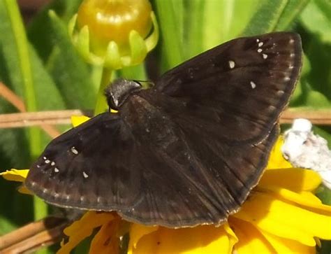 Horace S Duskywing Erynnis Horatius BugGuide Net