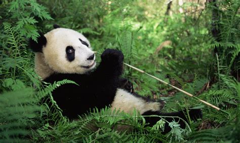 Panda Gigante Historias Descubre WWF