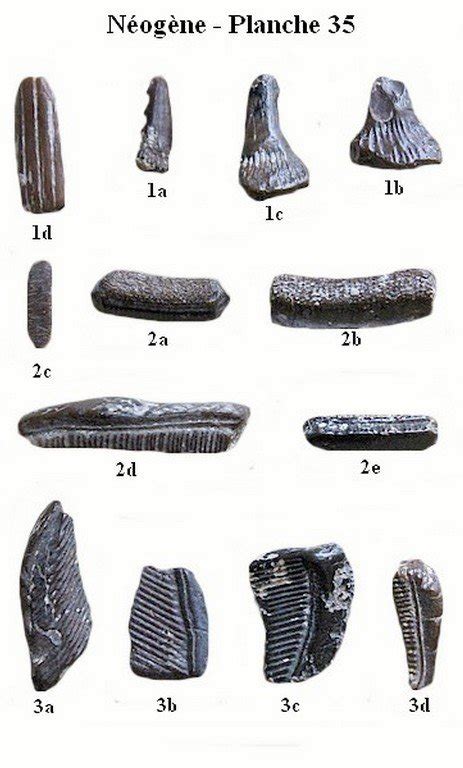 N Og Ne Planche Poissons Raies Le Maine Et Loire Terre