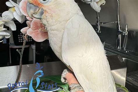 Baby Goffin S Cockatoo Available At Parrot Stars