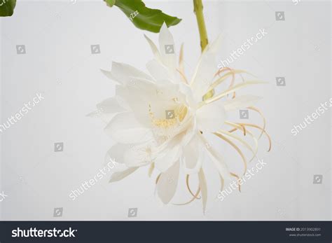 Queen Night Flower Stock Photo 2013902891 Shutterstock