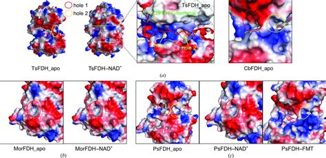 Iucr Structural Insights Into The Efficient Co Reducing Activity