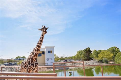 Ponen Benito A Nueva Jirafa Del Parque Central De Ciudad Ju Rez