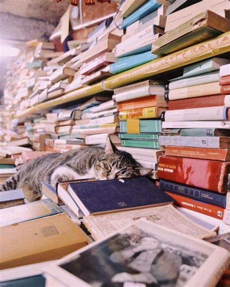 Pin By Gema On Libraries Books Dreams Bookstore Cats Cats Cats