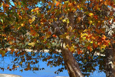 Wonderful Weather and Color at Lake Silverwood – California Fall Color