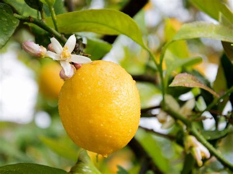 Coltivare La Pianta Di Limone In Vaso Facile Ecco I Consigli Dell