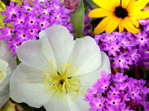 Bloemen Bloemblad Paarse Bureaublad Achtergrond Gratis Beste