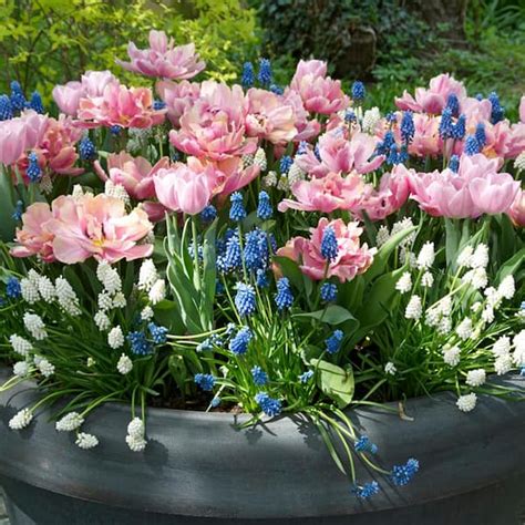 Van Zyverden Spring Bulb Garden Set Of The Home Depot