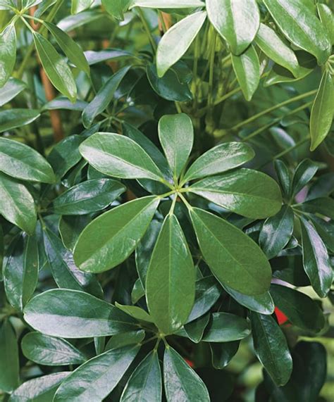 Schefflera 'Nora' - Jardiland