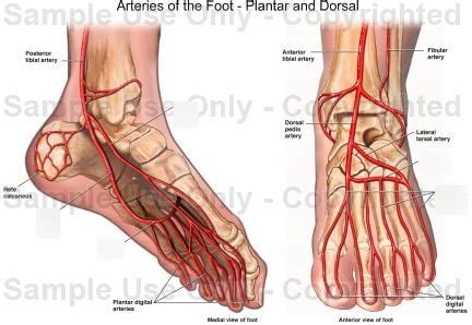 Foot Arteries Diagram Arterial Supply Of The Lower Limb Medical Images