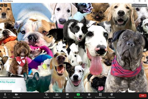 Dog Virtual Backgrounds For Zoom