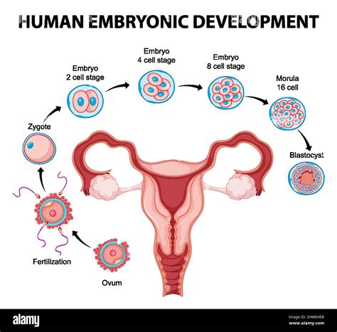 Développement embryonnaire humain dans l illustration de l infographie