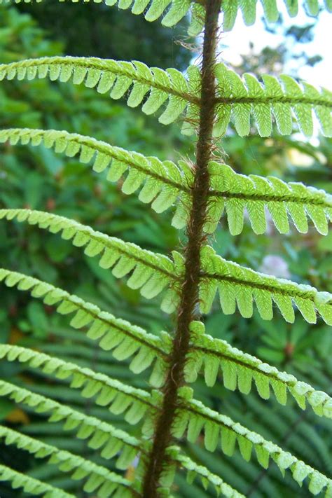 Fotos gratis árbol naturaleza rama hoja flor follaje verde