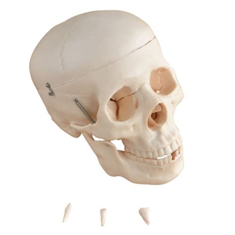 Cheap Price Mecan Skeleton Human Anatomical Skull Head Medical Science