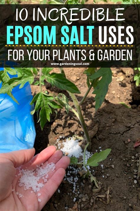 10 Incredible Epsom Salt Uses For Your Plants & Garden