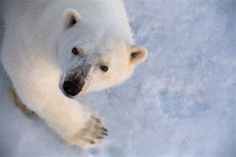 Photographing Arctic Wildlife