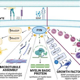 Overview Of The Role Of Fyn In Microglia Under Inflammatory Conditions