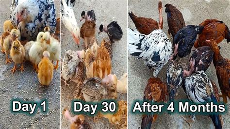 Complete Growth Video From Day To Months Results Hen Harvesting