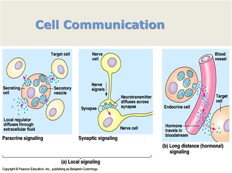 Cell Communication Diagram