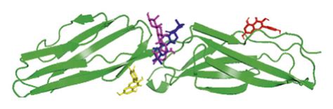 Molecular Docking Between Active Compounds And 10 Protein Targets Download Scientific Diagram