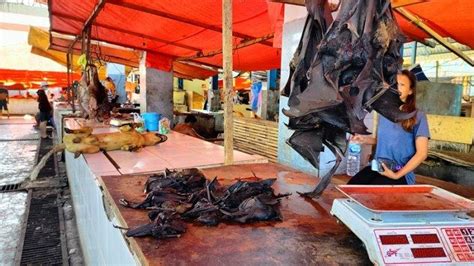 Kelelawar Jadi Daging Ekstrem Paling Mahal Di Pasar Karombasan Manado