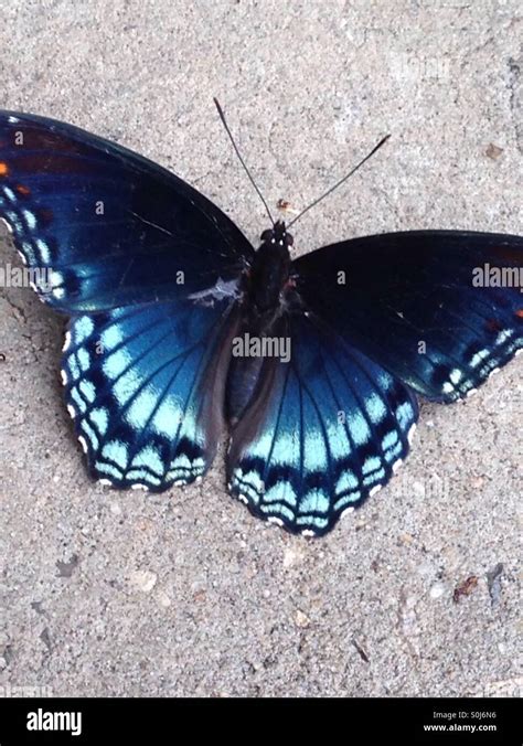 Black And Blue Butterfly