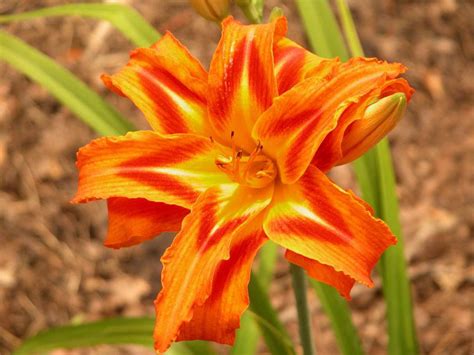 Hemerocallis ‘kwanso Lis Dun Jour Daylily Jardins Michel Corbeil