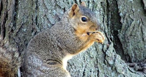 How To Tell Male From Female Squirrel