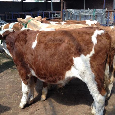 肉牛養殖技術普及提供肉牛飼養技術諮詢 每日頭條