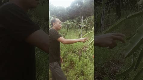 Diundang Petani Sukses Dari Desa Pakak Terkait Hasil Panen Buah Naga Yg