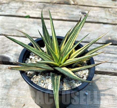 Shpr10823 Haworthia Radula Fa Variegata Кактус онлайн