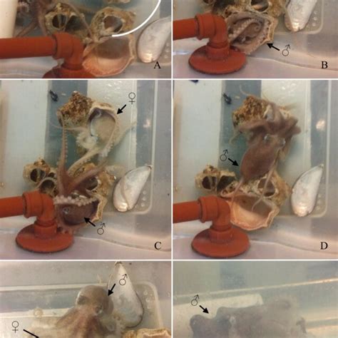 Detail of mating events of Patagonian octopus Octopus tehuelchus ...