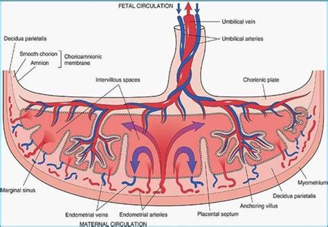 The Placenta And The Umbilical Cord Flashcards Quizlet