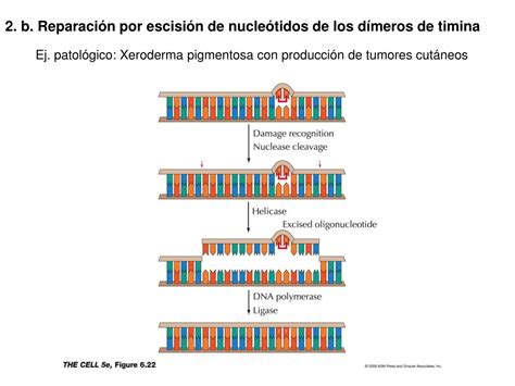 PPT Replicación mantenimiento y reorganización del ADN PowerPoint