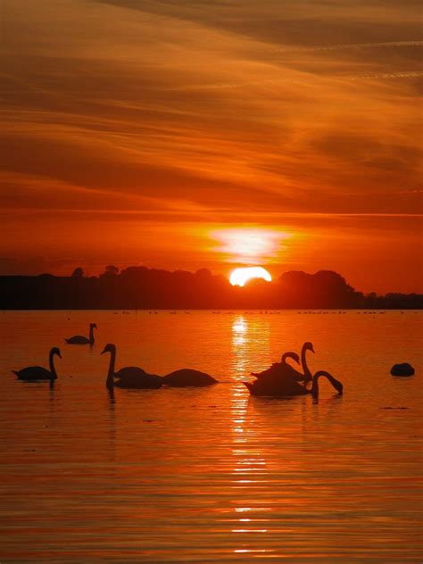 Free Swans at sunset Stock Photo - FreeImages.com