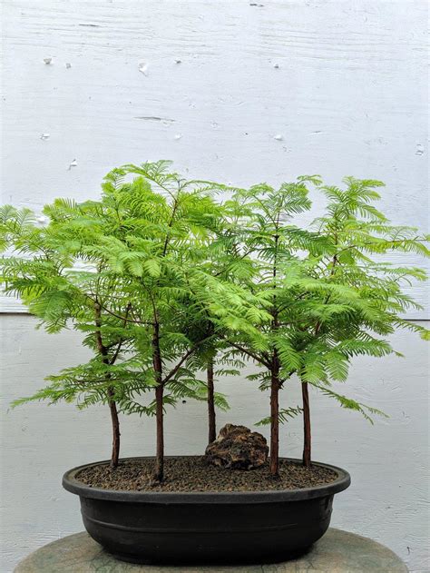 Redwood Bonsai Tree