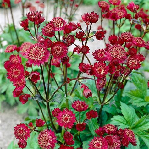 Astrantia Major Claret White Flower Farm