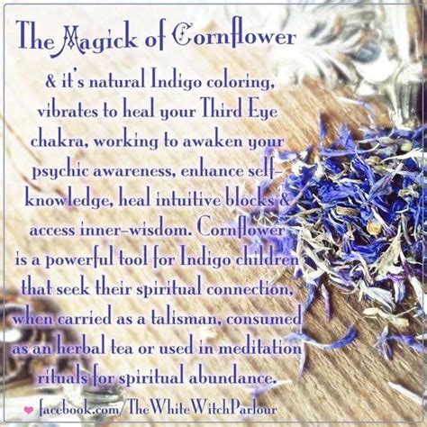 The Magick Of The Purple Cornflower Aka Centaurea Cyanus Magickal