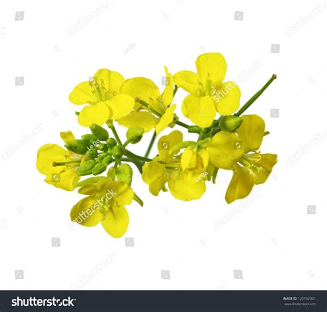 Rapeseed Blossoms Brassica Napus Flower Isolated Stock Photo (Edit Now) 120162001