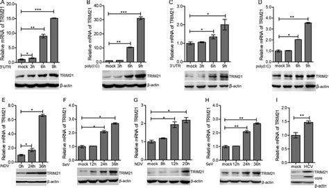 Viral Infection Induces The Expression Of Trim21 A And B Hlcz01