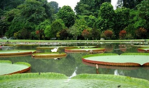 10 Tempat Wisata Di Bogor & Sekitarnya yang Murah Kebun Raya Bogor – Seputar Wisata