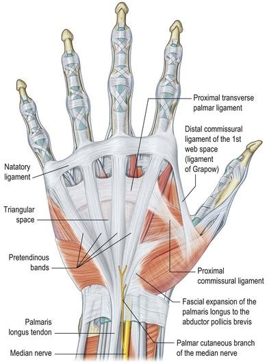 Management Of Dupuytrens Disease Plastic Surgery Key